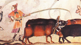 oxen-270