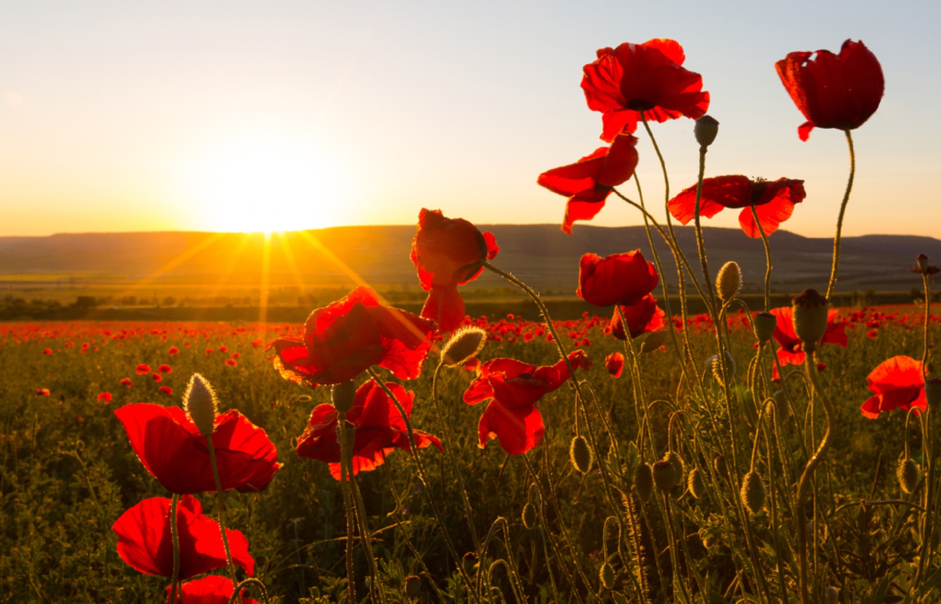 Remembrance Day Services Canterbury Christ Church University